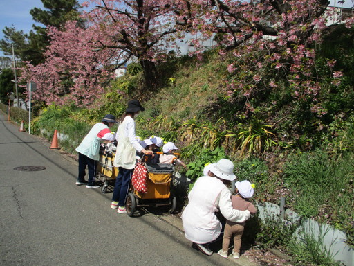 sakura
