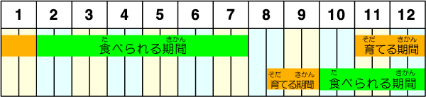 藤沢(ふじさわ)でトマトが取(と)れる時期(じき)は2月(がつ)から7月(がつ)ごろです