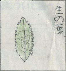 茶葉のイラスト