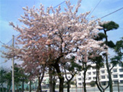 桜