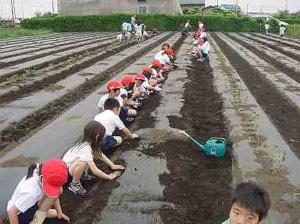 さつまいもの植え付け