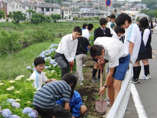 ひまわりの種植え