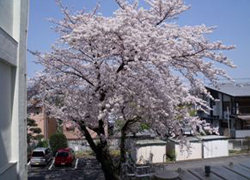 春には 満開の 桜