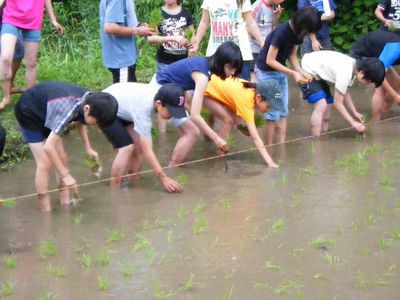 田植え