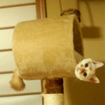 ˂