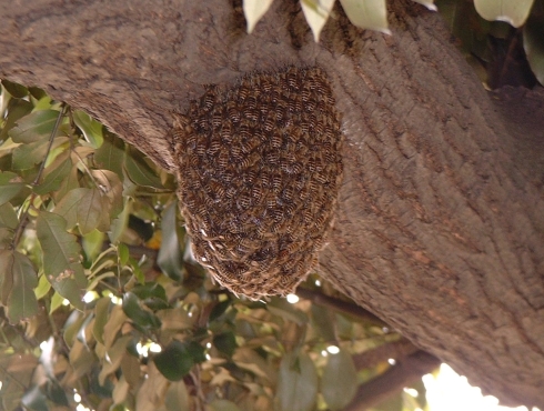 ミツバチの分蜂の写真