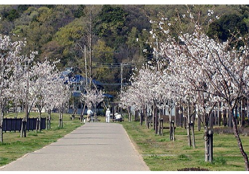 桜並木の写真です。
