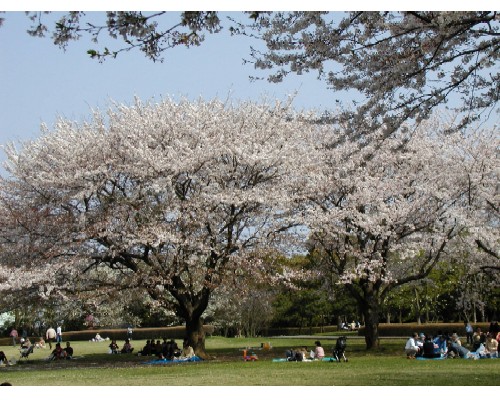 大庭城址公園芝生広場の写真です。