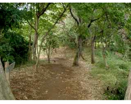 新林公園の自然散策路の写真です。
