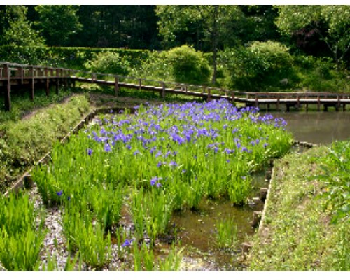 新林公園の湿性植物区の写真です。