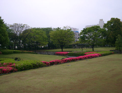湘南台公園の芝生広場の写真です。