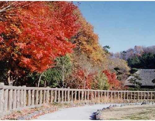 新林公園の紅葉の写真です。
