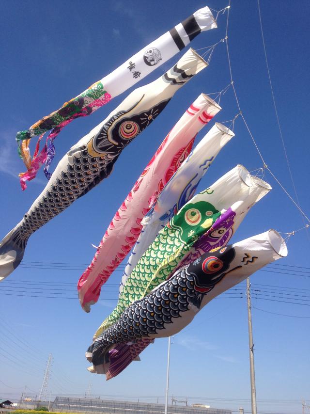 大きな大きな鯉のぼり｜藤沢市