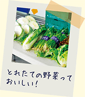 とれたての野菜っておいしい！
