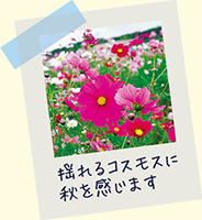 揺れるコスモスに秋を感じます