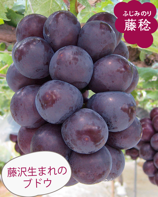 藤稔（ふじみのり）藤沢生まれのブドウ