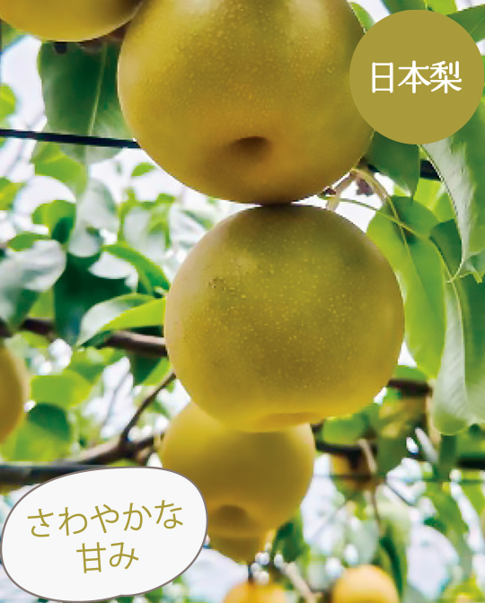 日本梨さわやかな甘み