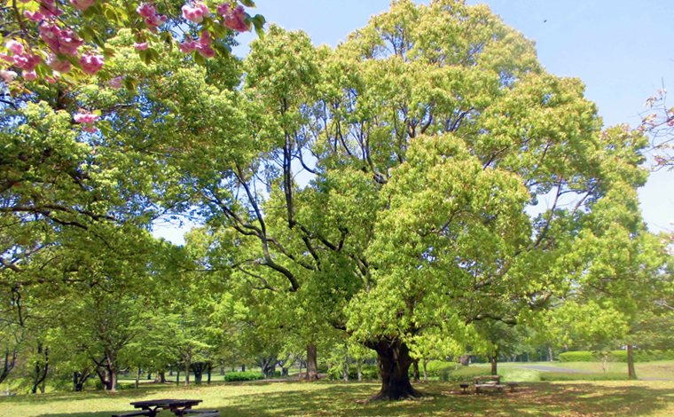 新林公園