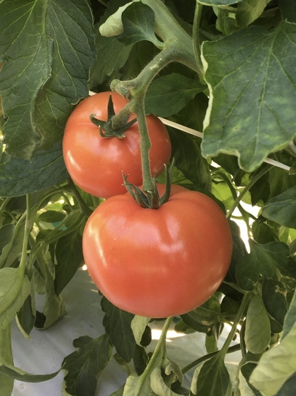 早蒔きトマトの立毛共進会が行われました｜お知らせ｜おいしい藤沢産